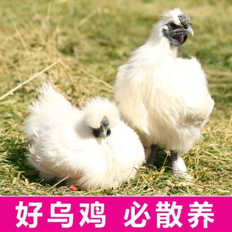 1只装新鲜乌鸡老母母鸡土鸡公鸡乌骨鸡活体整柴整鸡