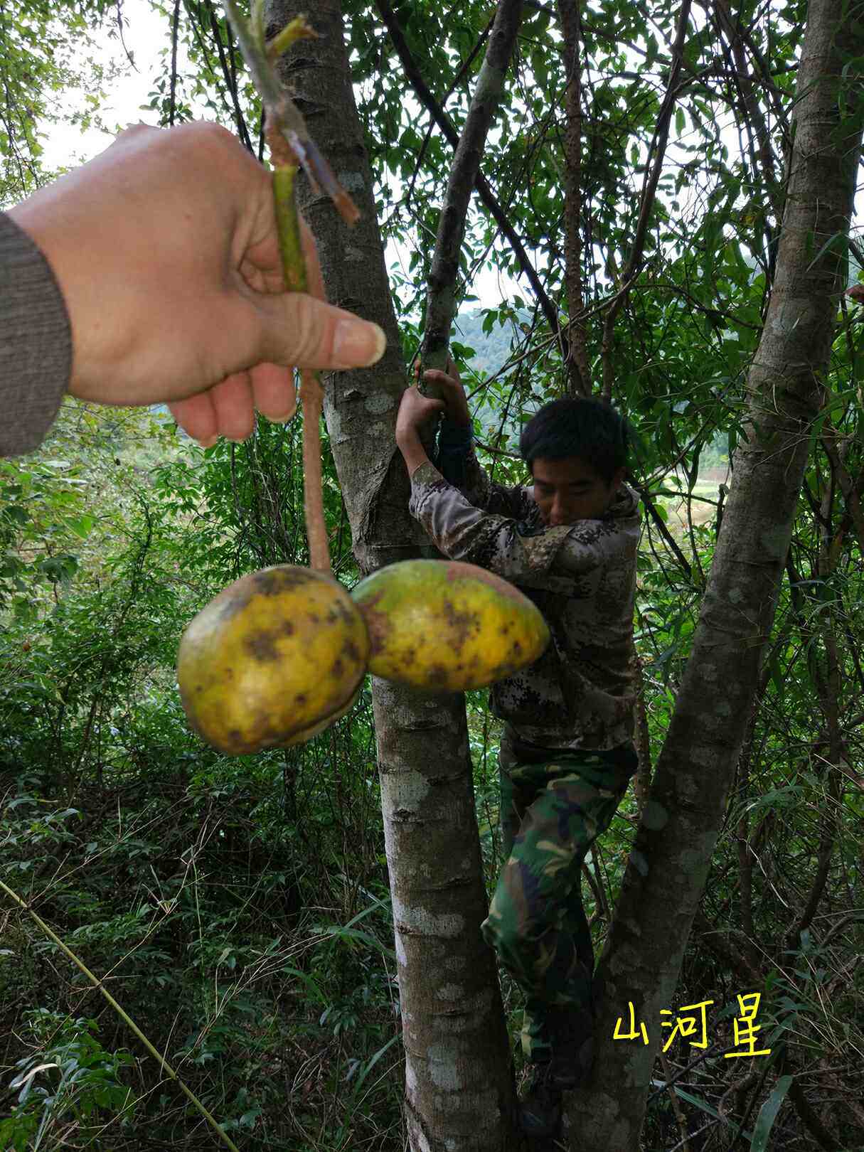 山河星野果新鲜牛卵果奇异奇怪少见没见过不常见的稀少的特殊水果