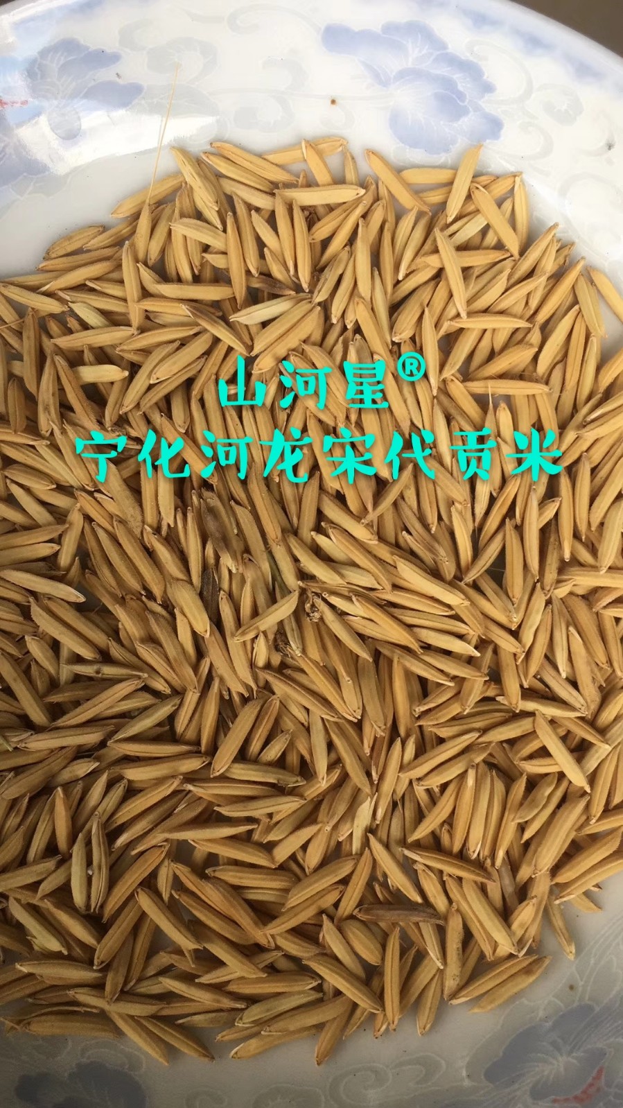 龙稻208水稻种子简介图片