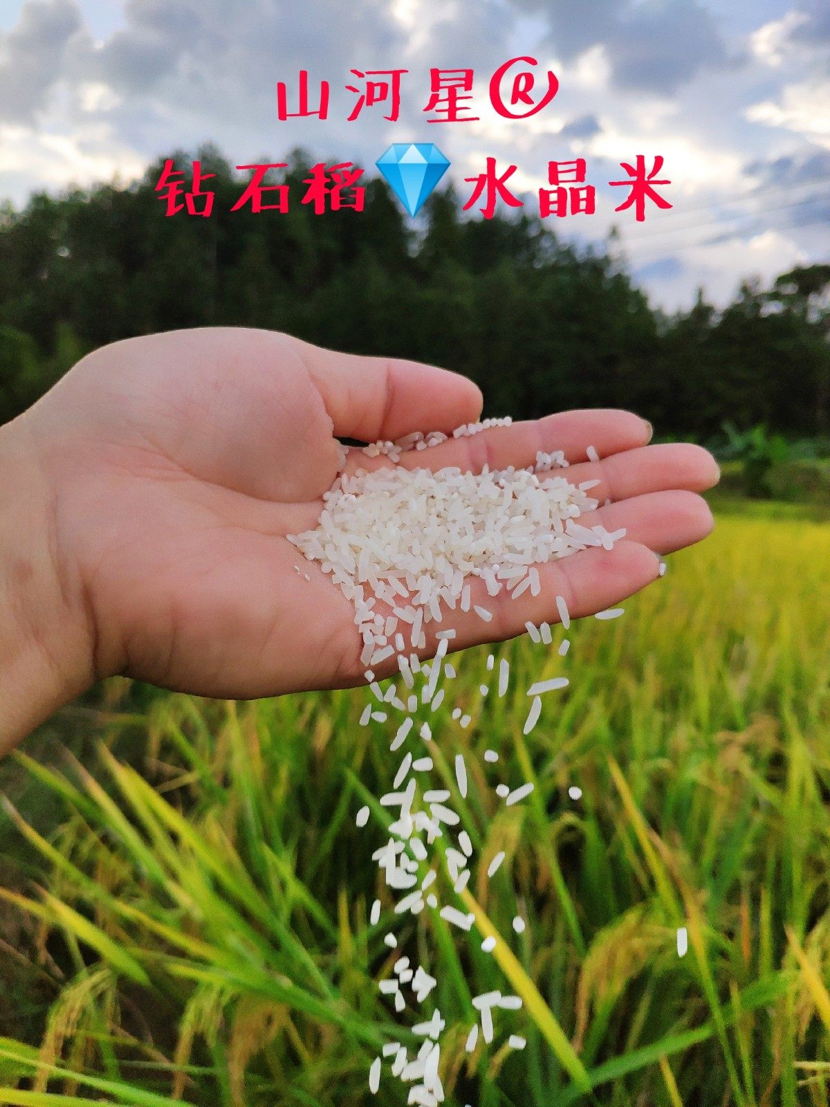 超优千号甬优1540晶两优534香米粳米水稻谷种子超级杂交稻产量高