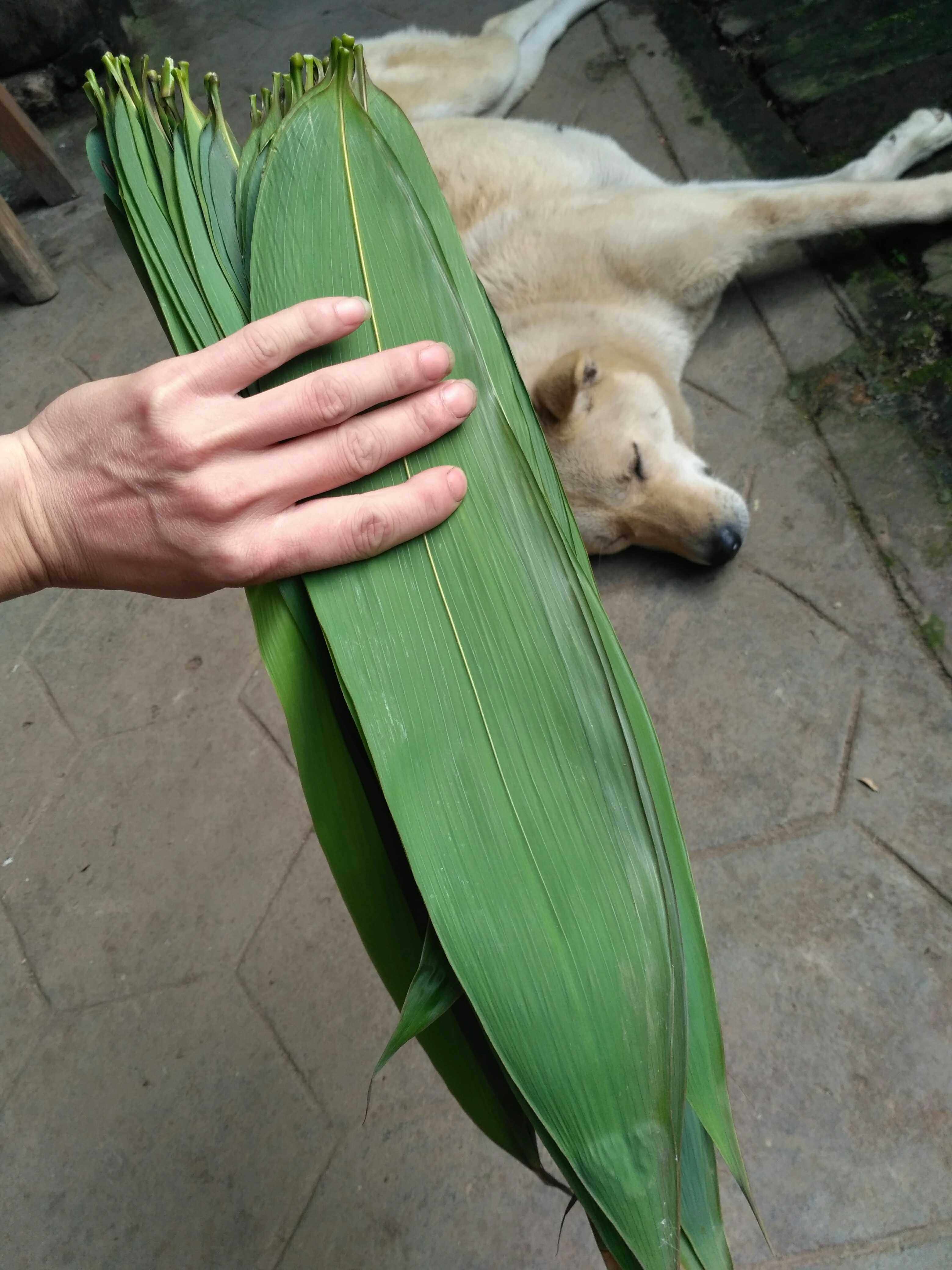 山河星端午新鲜粽叶 农家新鲜采摘天然野生粽子叶 50片包邮闽三明