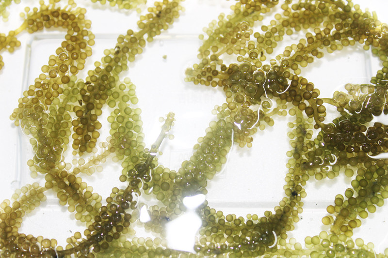 盐制海葡萄料理寿司素食深海海鲜鱼子海藻100g其它