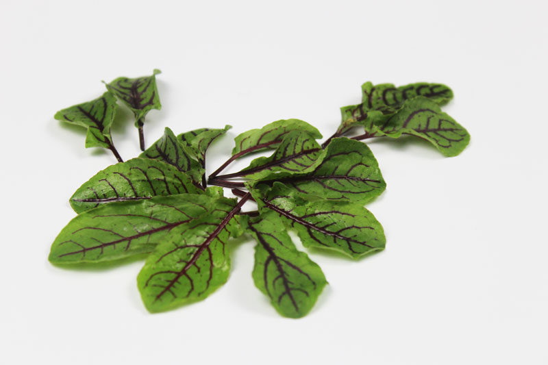 新鲜酸模叶 红酸膜草 西餐摆盘用 嫩叶 双膜叶 约50片/盒