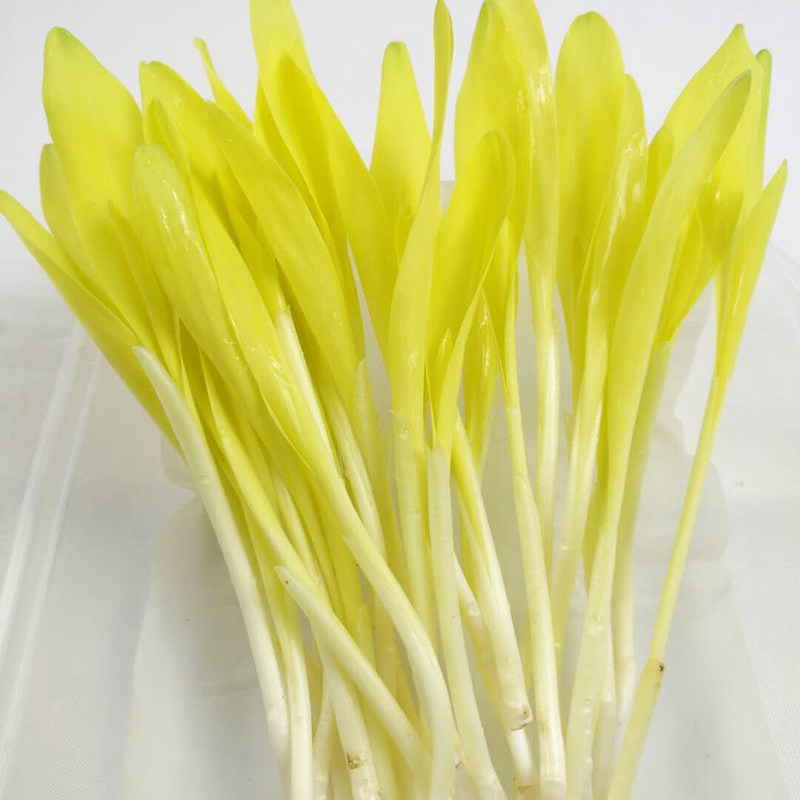 新鲜玉米芽苗西餐装饰用15元30根其它