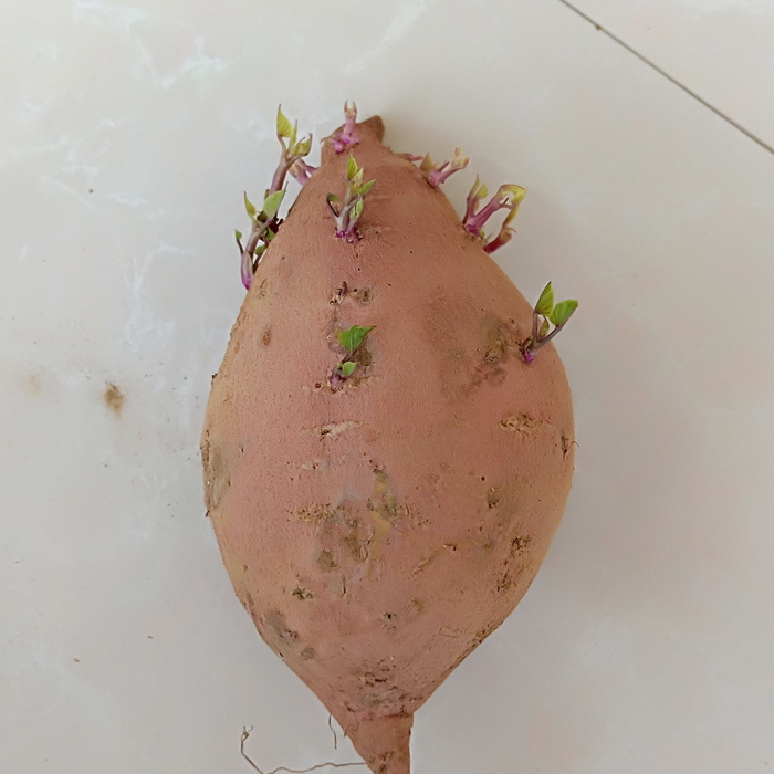 水植发芽红薯种子土植吃叶子地瓜番薯苗山芋红薯苗