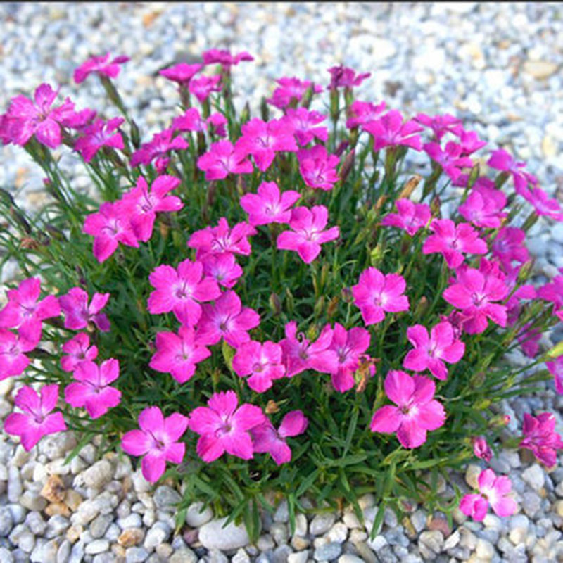植物石竹花镜石竹花花卉盆栽粉贝霹雳海阳台庭院时令草本花卉