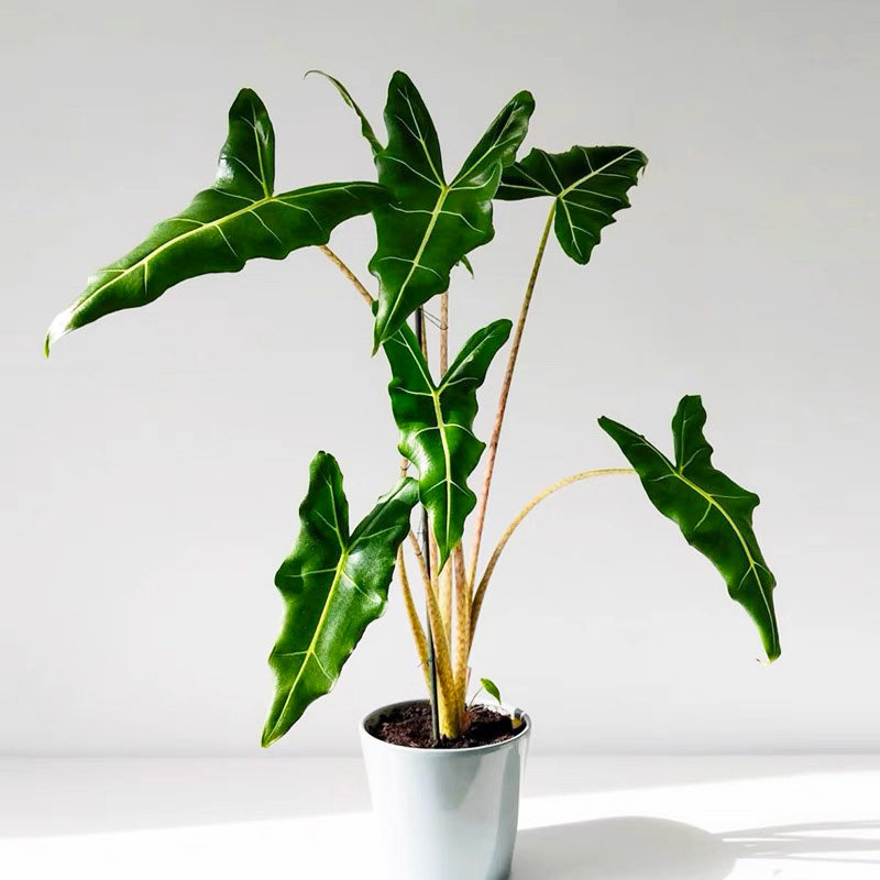 进口植物萨利安海绿植盆栽网红北欧欧风室内绿植