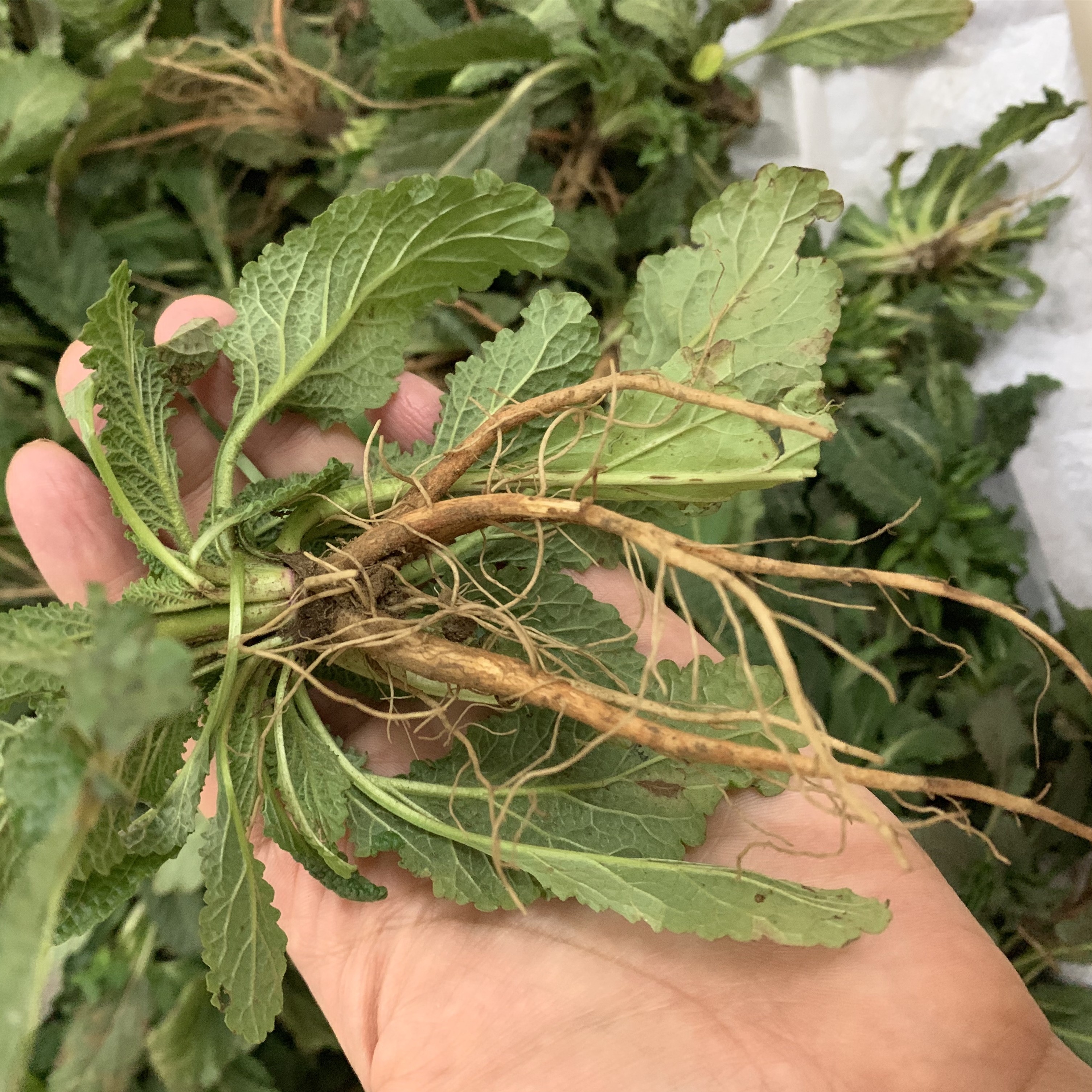 鲜草荔枝草整棵带根皮草煮茶天然雪见干湿有种其他药食同源食品