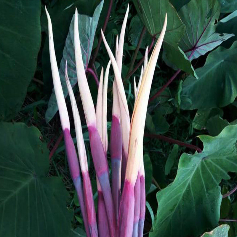 芋头花云南特产新鲜蔬菜 紫色芋头花 芋头杆芋荷花空运包邮