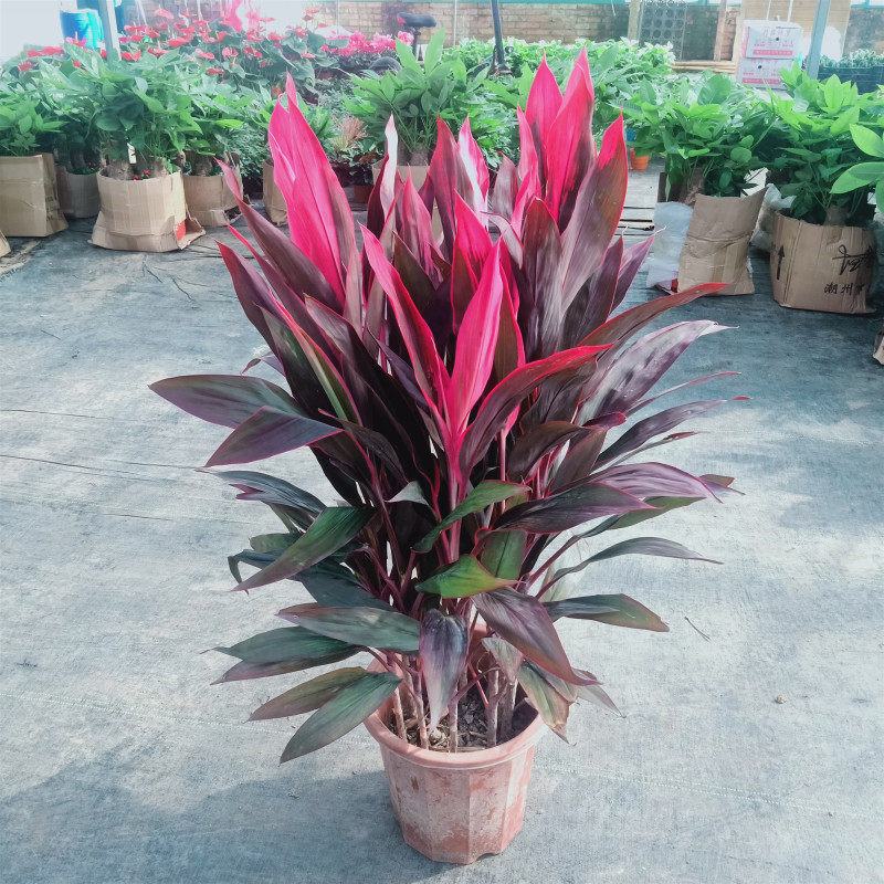 朱蕉盆栽红叶朱蕉苗可水培红铁树庭院办公室室内绿植