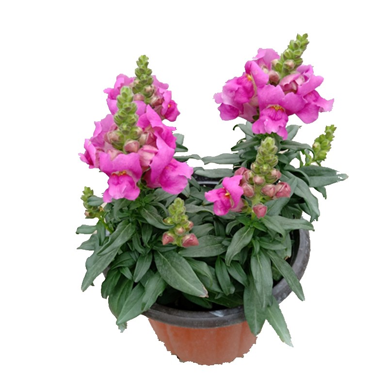 金鱼草盆栽花苗冬季耐寒花卉绿植阳台庭院可地时令草本花卉