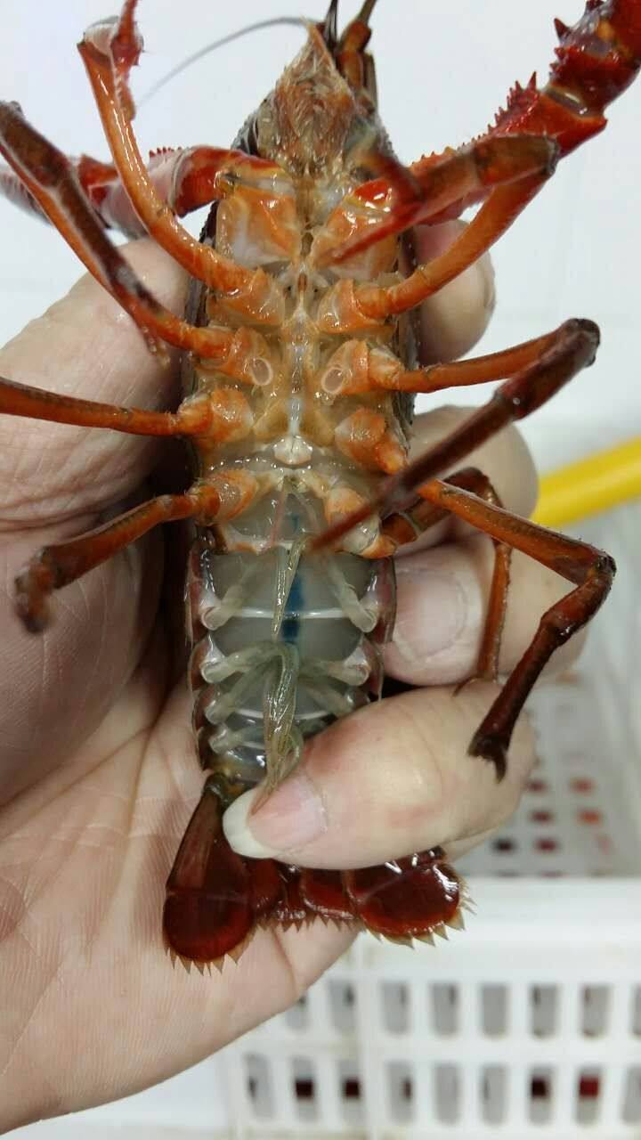 江苏盱眙鲜活清水养殖活虾4-7钱金湖小龙虾江浙沪5斤包邮新鲜批发