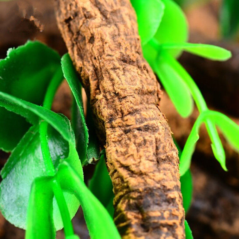 中药材血三七云南野生血三七 跌打损伤雪山下疼痛250克