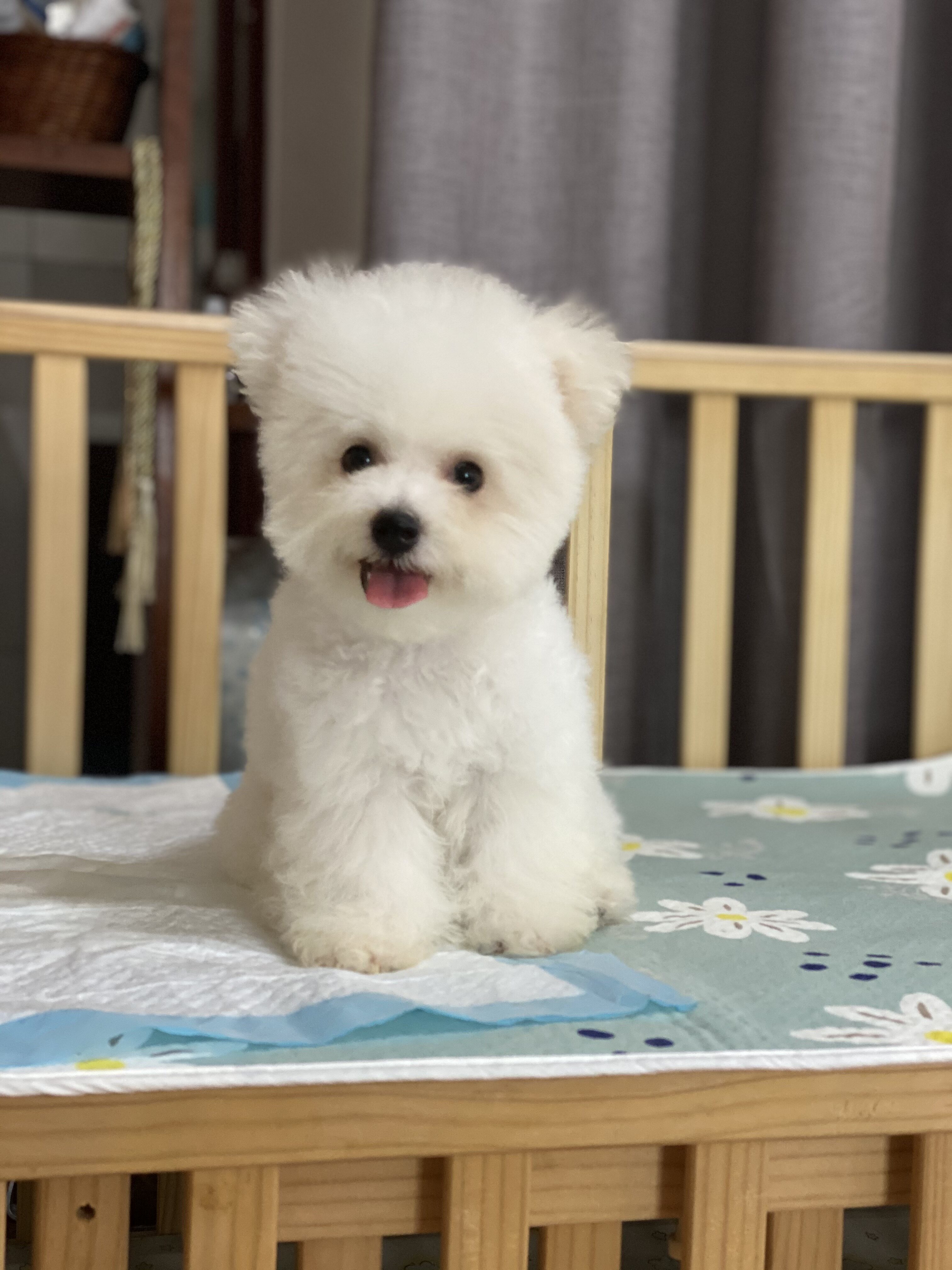 深圳家养犬舍出售比熊纯种卷毛比熊犬幼犬活体狗狗