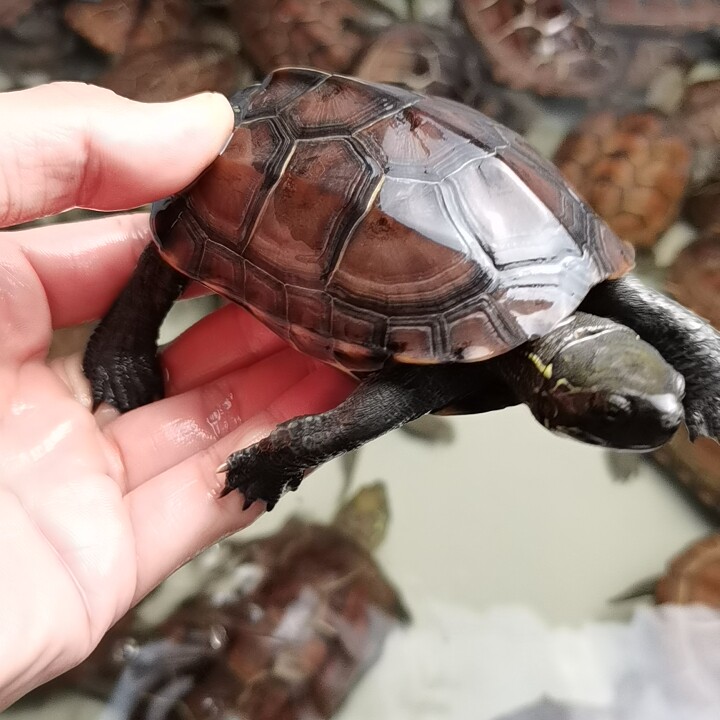 精品金线草龟母草墨龟时令草本花卉