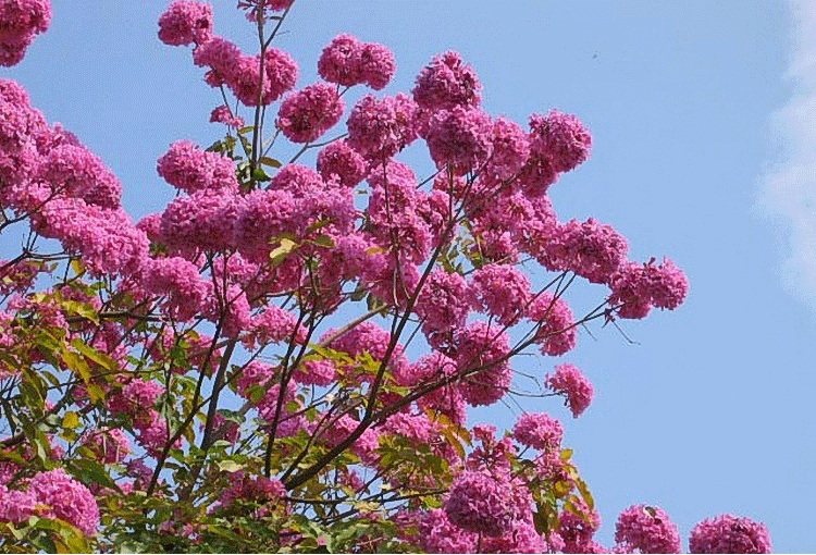 3棵包邮洋红红花风铃铃木巴拉圭绿化行道公园行道树