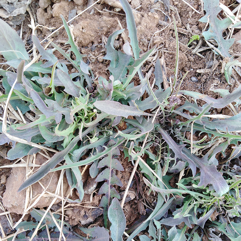 沂蒙山野生苦菜500g新鲜苦菜苦斋婆现挖野菜干煲汤苦斋菜一份包邮