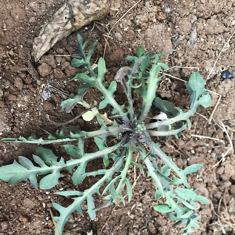 沂蒙山野生苦菜500g新鲜苦菜苦斋婆现挖野菜干煲汤苦斋菜一份包邮