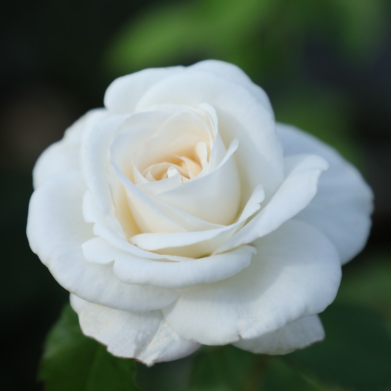 馨缘月季珍妮莫罗切花白色大花浓香香型灌木时令草本花卉