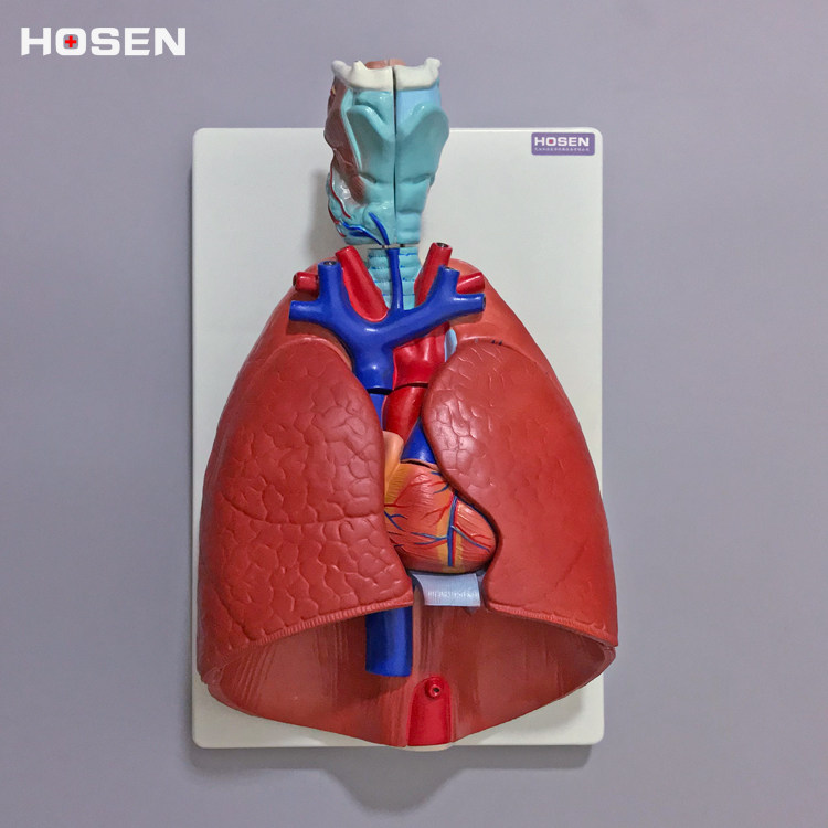 人体呼吸系统模型心肺结构构造咽喉心脏可拆卸医学其他模型玩具