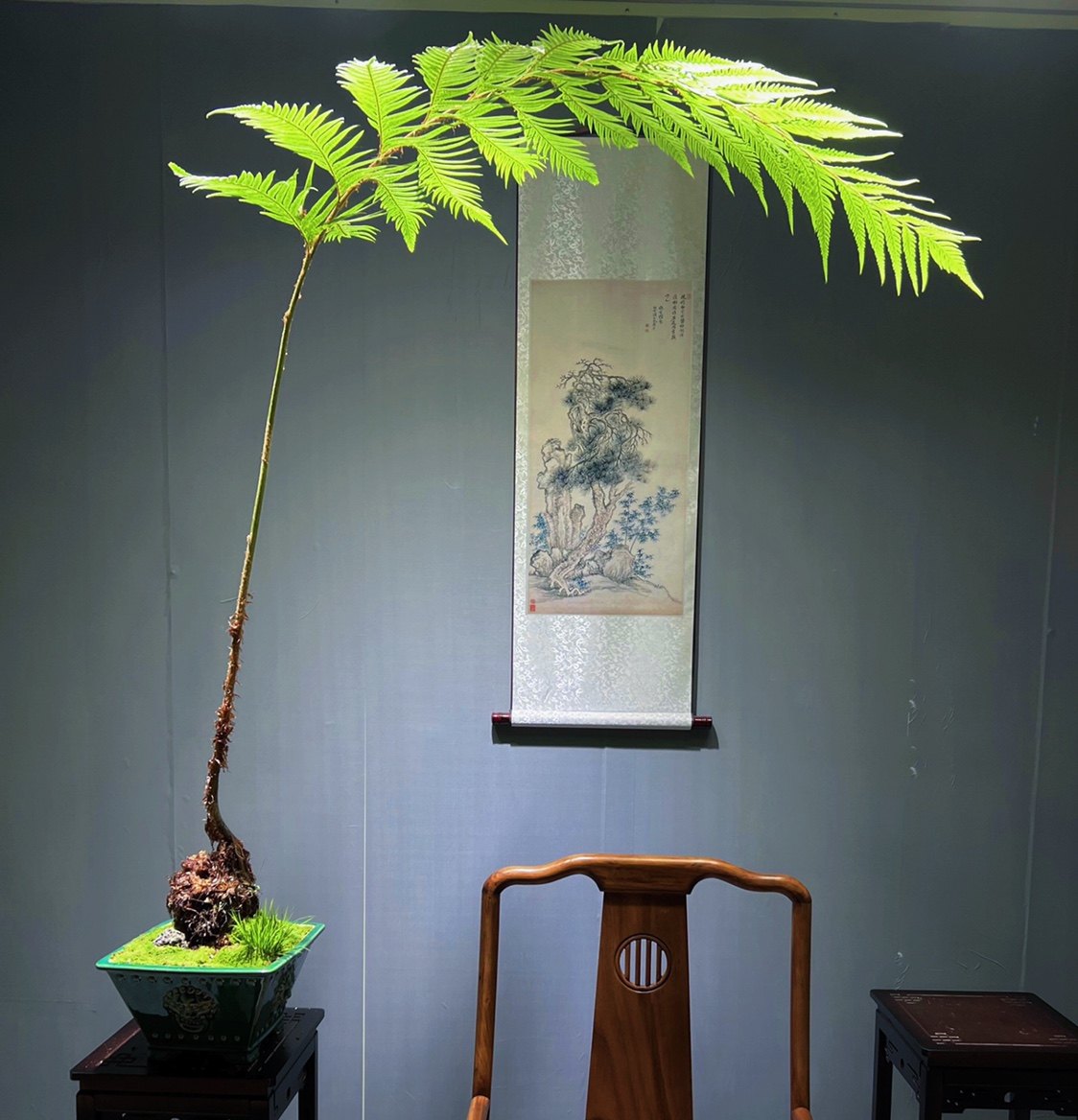 金毛狗脊一叶蕨类盆栽老桩网红红毛室内绿植绿植