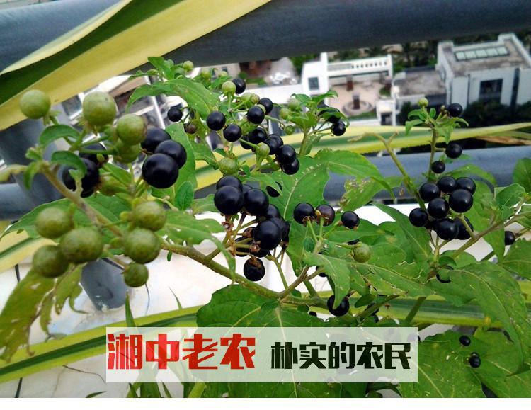 种子悠悠野生龙葵星星黄悠悠苗子盆栽东北黑天种苗