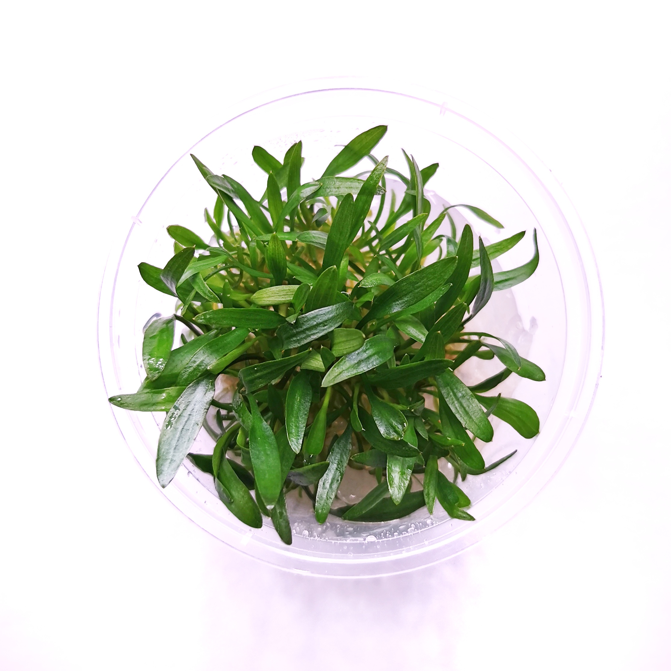 椒草温蒂迷你青椒喷泉缎带合集水下中景水草