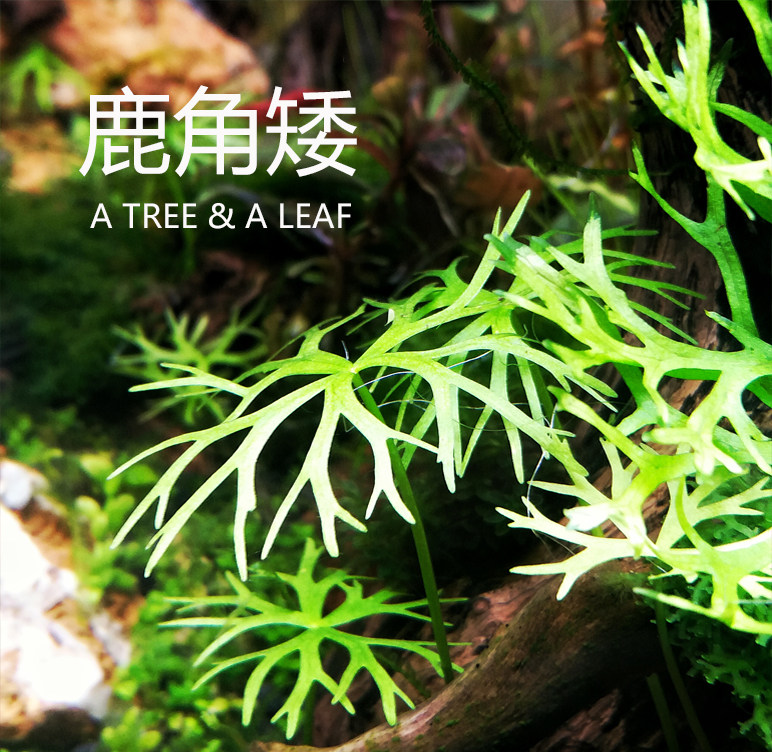 鹿角无菌水下中景前景活体水草草缸造景鱼缸水草