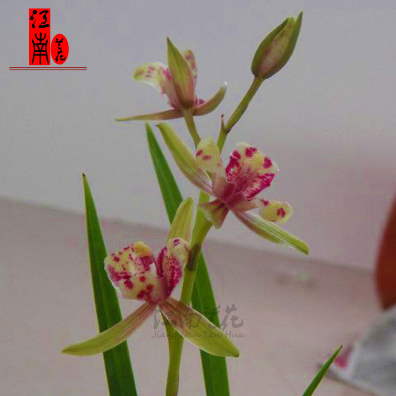 精品建兰四季兰花花苗名品佛光之星夏带花苞时令草本花卉
