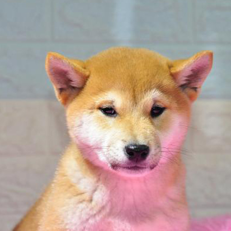 柴犬名犬之家纯种幼犬活体日系赤柴犬幼家养狗狗