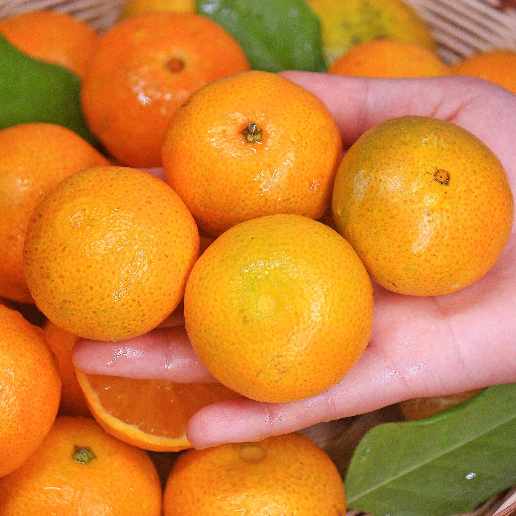 正宗广西砂糖橘新鲜水果沙糖桔9斤桔子超甜小橘子当季蜜橘整箱10