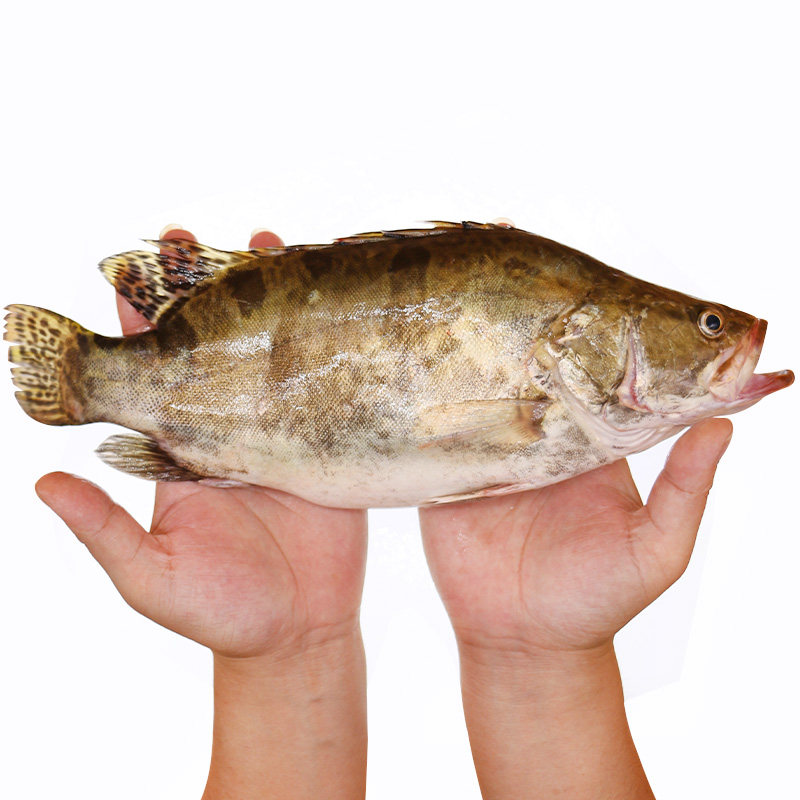 聚福鲜 广东 鲜活冷冻海鲜鳜鱼 桂鱼 1条 800-900g 鲜活冷冻鳌花