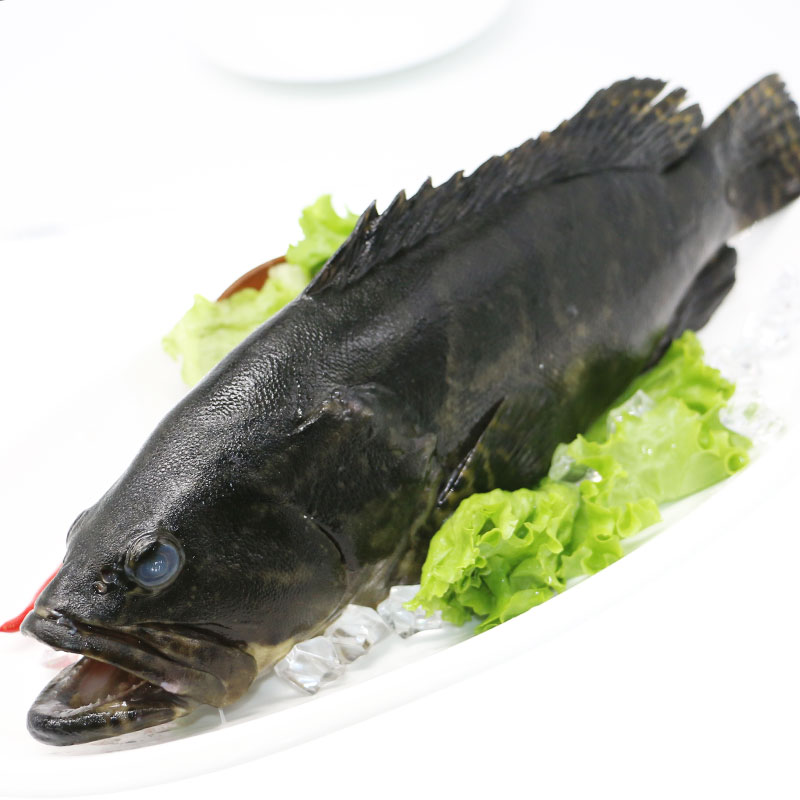 聚福鲜 活冻青斑鱼650-750g/条 鲜活海鲜水产龙胆鱼 石斑鱼