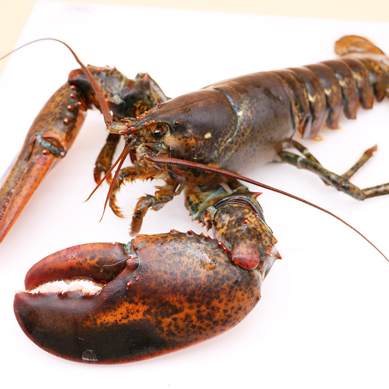 聚福鲜加拿大龙虾鲜活大龙虾1400g-1500g/只波士顿大龙虾鲜活 - 聚福
