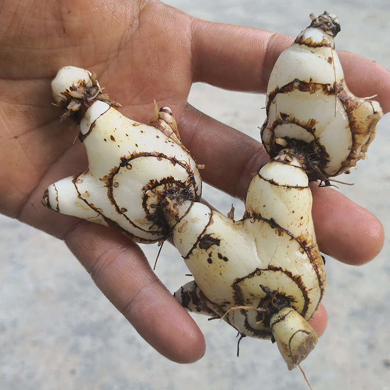 正宗野生秦岭三叉白芨新鲜中药材现挖500g七子其他药食同源食品