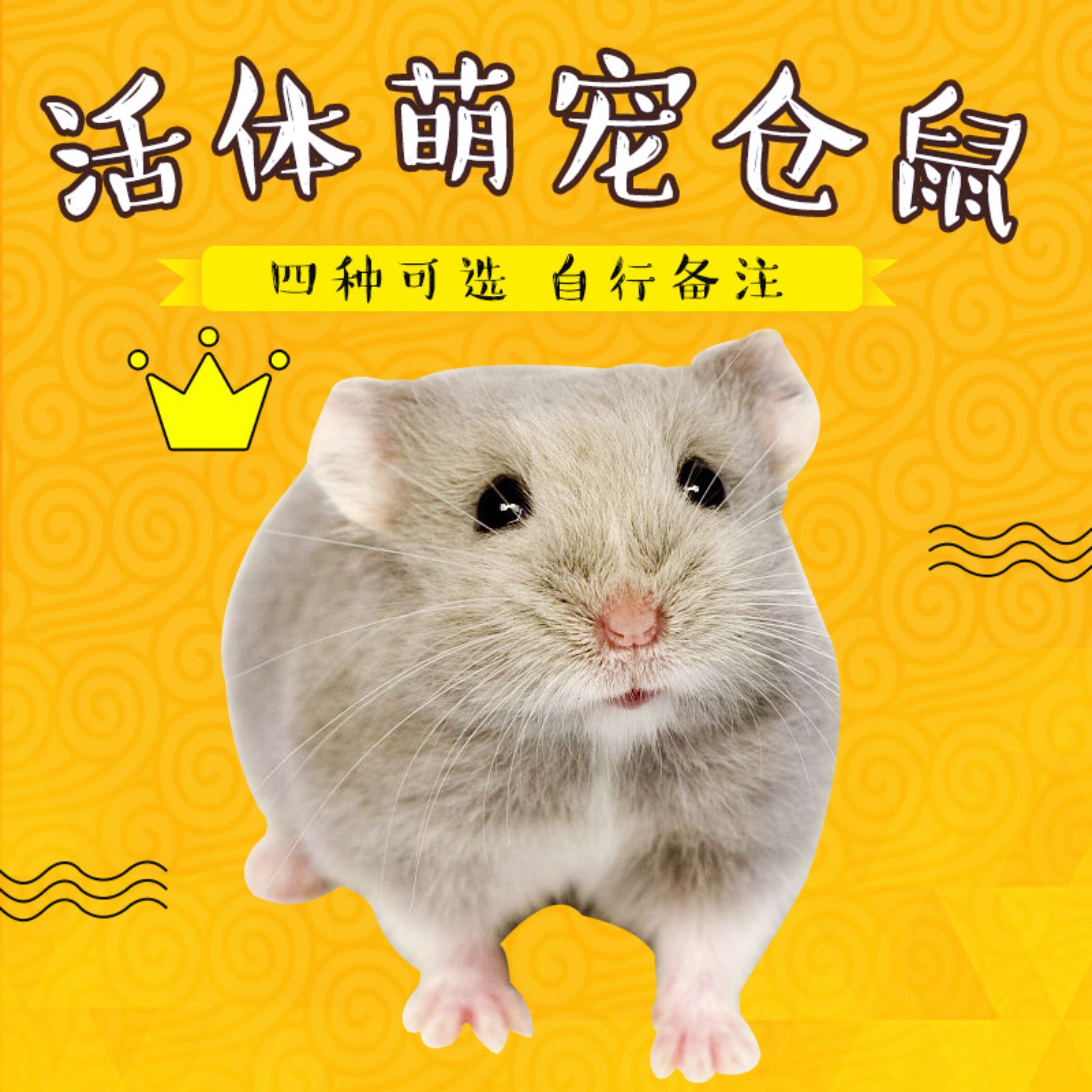 仓鼠活物宠物鼠银狐布丁紫仓三线巨型奶茶情侣金丝熊活体仓鼠宝宝