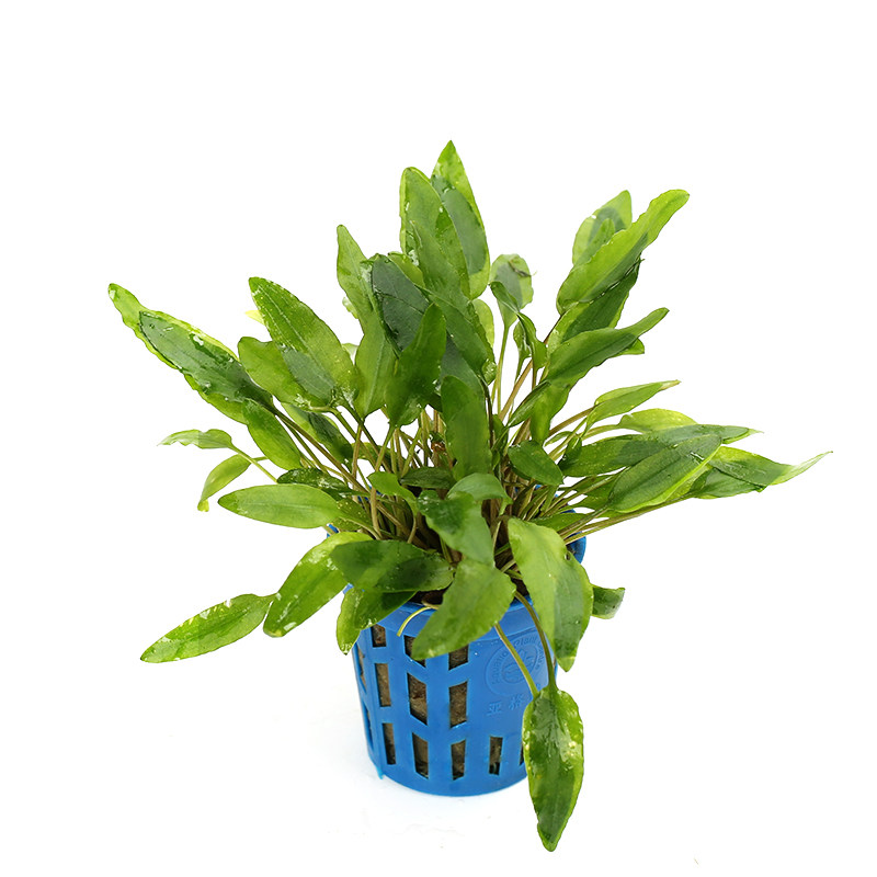 青椒鱼缸水草温蒂泰国喷泉迷你椒草咖啡气泡水草