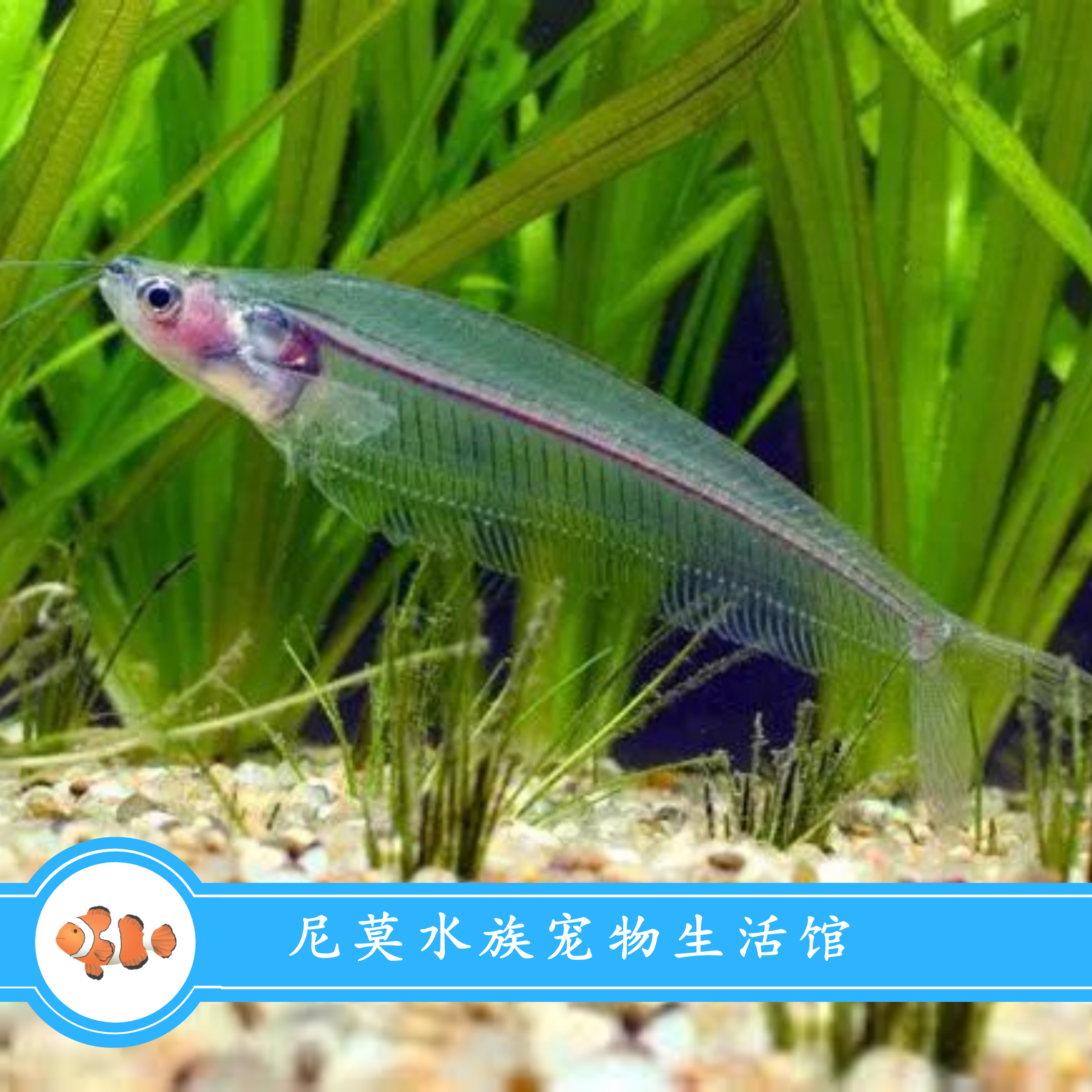 玻璃猫活体小型鱼群三线宠物观赏透明缸箱水草鱼