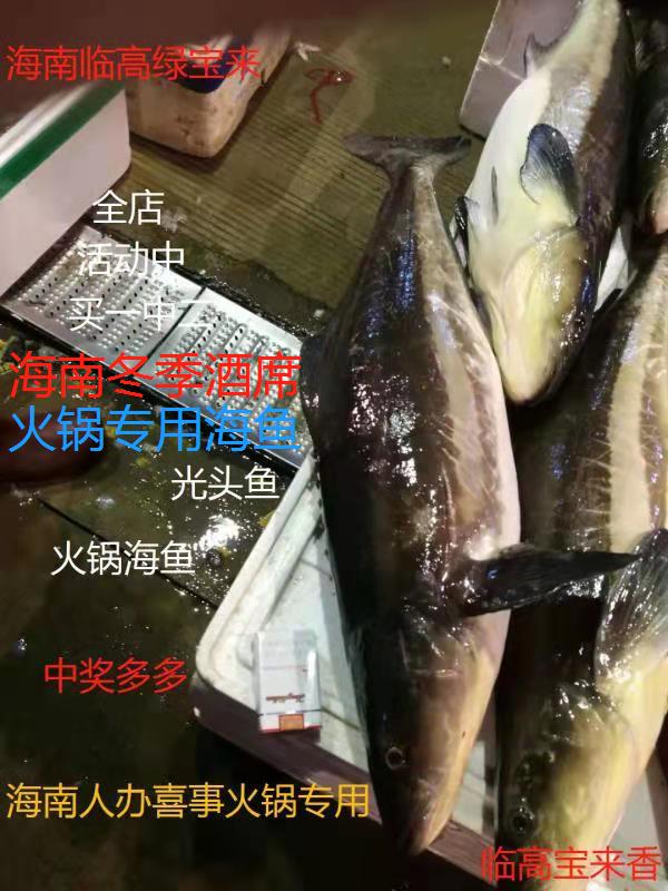 海南南沙深海火锅惯用海鱼不烂龙鱼光头鱼海金枪鱼
