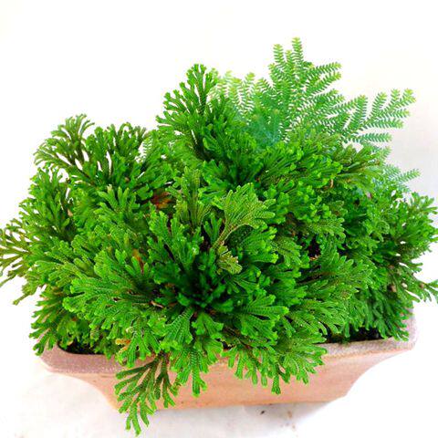 野生卷柏盆栽盆景菖蒲懒人植物防辐射九死还魂草天然绿色植物包邮