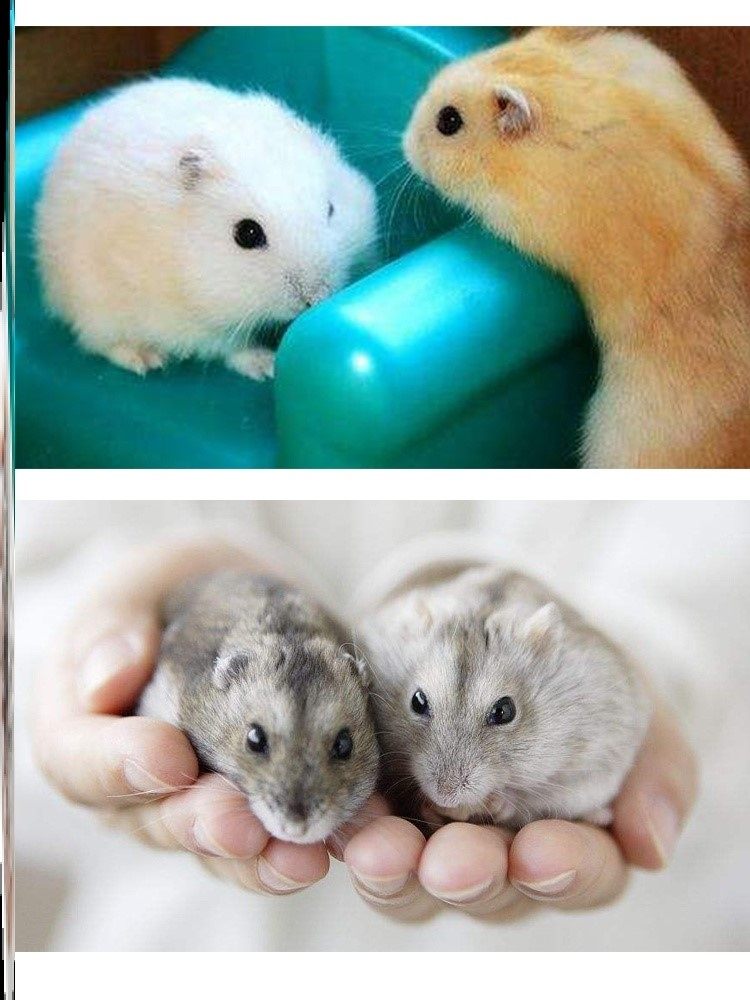 仓鼠活物疫苗超大宠物稀有布丁奶茶一对白熊仓鼠