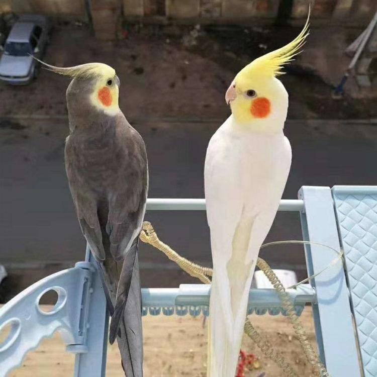 纯手玄凤鹦鹉活鸟活体雏鸟黄化幼珍珠原始繁殖鸟