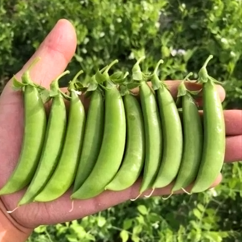 豌豆矮秧种子中豌十八矮生籽不搭架青豆菜豆家庭园艺种子