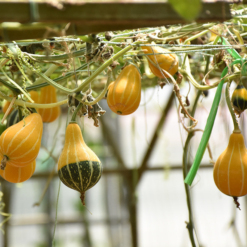 观赏鸳鸯南瓜种子小淘气顽皮小孩葫芦种籽阳台家庭园艺种子