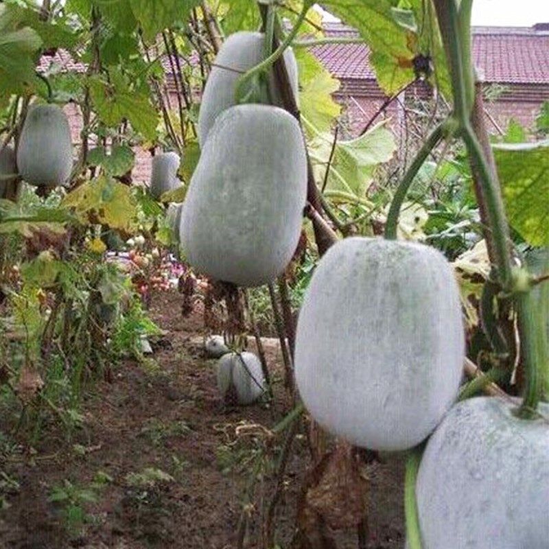 冬瓜白皮一串种子粉皮迷你种籽毛节瓜圆长瓠瓜家庭园艺种子