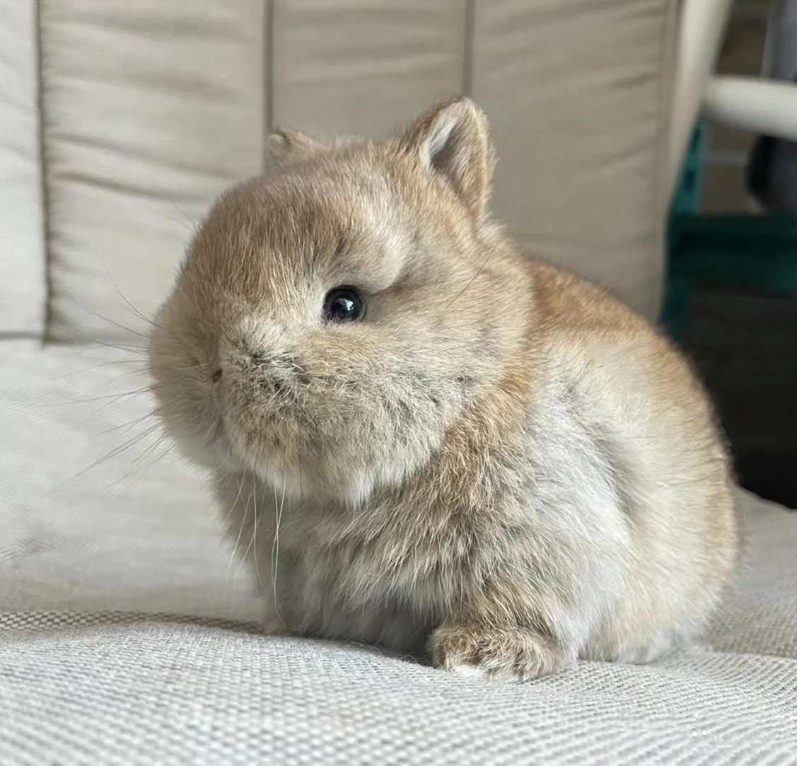 兔子小白白黑垂耳侏儒凤眼西施小型宠物活体兔