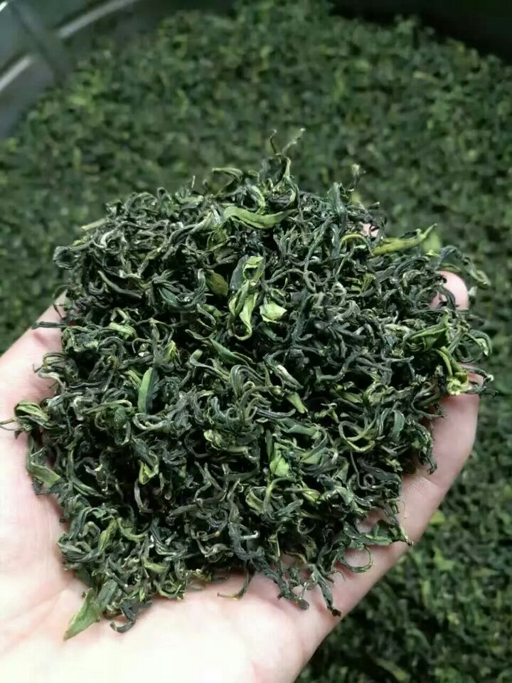 日照绿茶山东特产散装500g包邮一级特香耐泡型日照绿茶