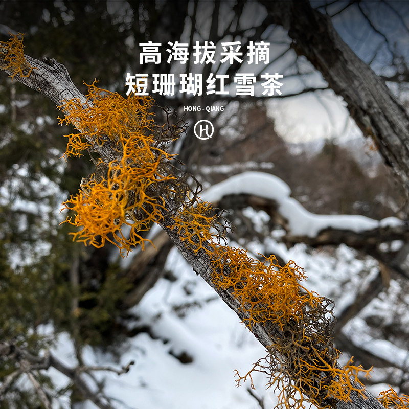 弘强高原红雪茶西藏红雪茶红血茶正品野生心血养生茶