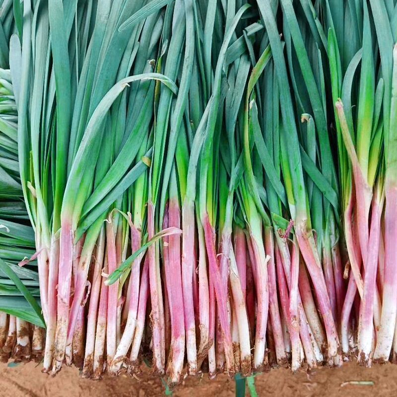 韭菜现挖红根阳台四季菜苗蔬菜盆栽种子菜籽家庭园艺种子