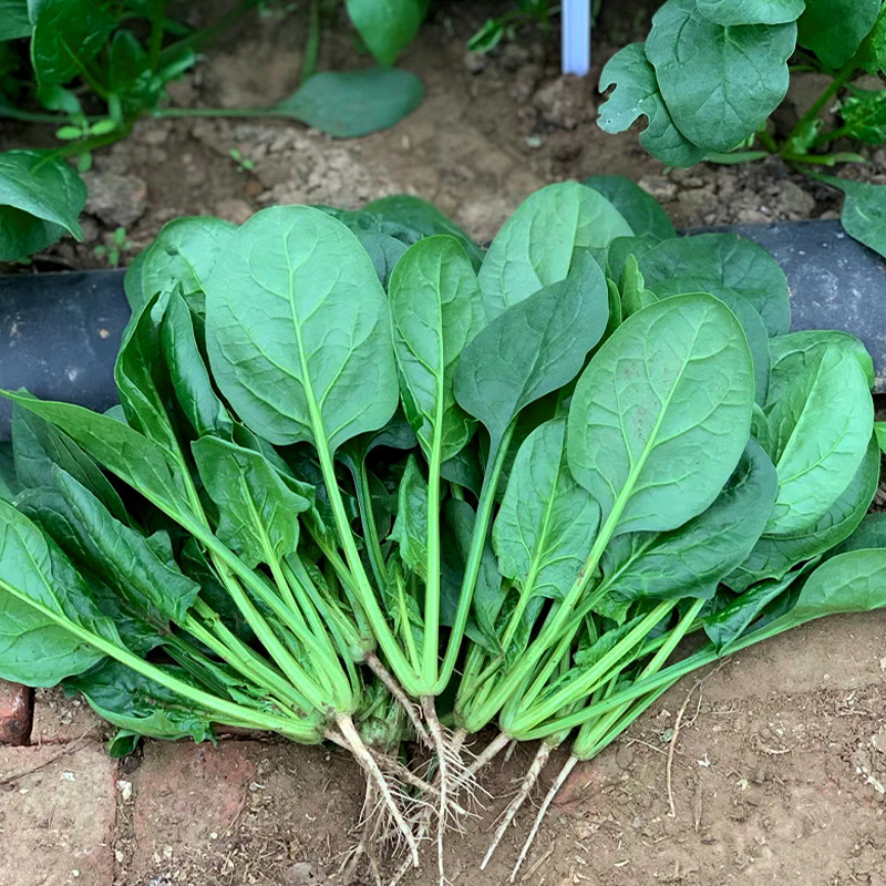 小叶菠菜种子春夏夏秋四季南方蔬菜菜种孑老家庭园艺种子